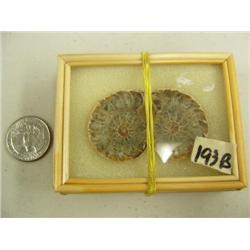 CHOICE on 7 ancient shell fossils (3)