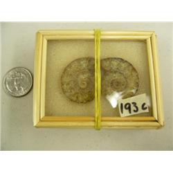 CHOICE on 7 ancient shell fossils (3)