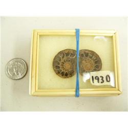 CHOICE on 7 ancient shell fossils (3)