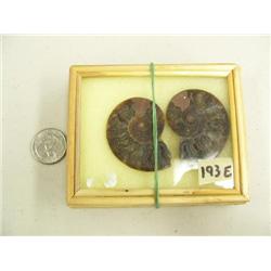 CHOICE on 7 ancient shell fossils (3)