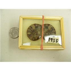 CHOICE on 7 ancient shell fossils (3)