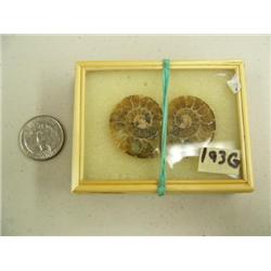 CHOICE on 7 ancient shell fossils (3)