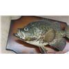 Image 2 : Crappie Mounted Fish 14 1/2''