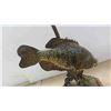 Image 2 : Crappie Mounted Fish 14'' 