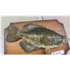 Image 2 : Crappie Fish Mount 15'' Long 