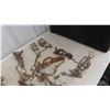 Image 2 : 20 Leg Traps - Some with Springs 