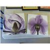 Image 2 : 5 Pieces Wall Art Largest s 16'' x 12'' , Soapstone 9'' x 3 3/4'' Approx