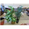 Image 2 : 2 Silk Plants 32'' Tall , 2 Pots, Table Cloths 60'' x 90'' , Napkins 
