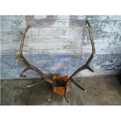 Elk Horns