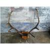 Image 1 : Elk Horns