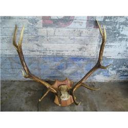 Elk Horns