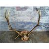 Image 1 : Elk Horns