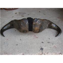 Water Buffalo Horns