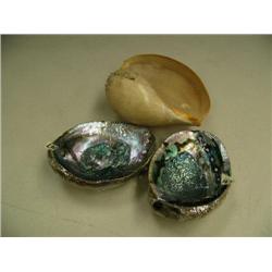 Lot of 3 shells, 2 abalone shells and Volute Diadema (2)
