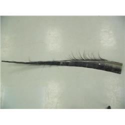 76" piece of baleen (74)