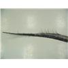 Image 2 : 76" piece of baleen (74)