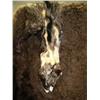 Image 2 : Tanned buffalo hide and unknown animal hide (227)