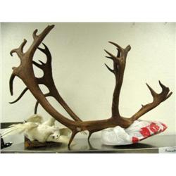 2 stuffed ptarmigan and large set of caribou horns (5)
