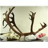 Image 1 : 2 stuffed ptarmigan and large set of caribou horns (5)