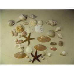 Lot of shells (241)