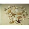 Image 2 : Lot of shells (241)