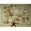Image 3 : Lot of shells (241)