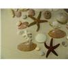 Image 5 : Lot of shells (241)