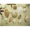 Image 6 : Lot of shells (241)