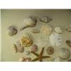 Image 7 : Lot of shells (241)