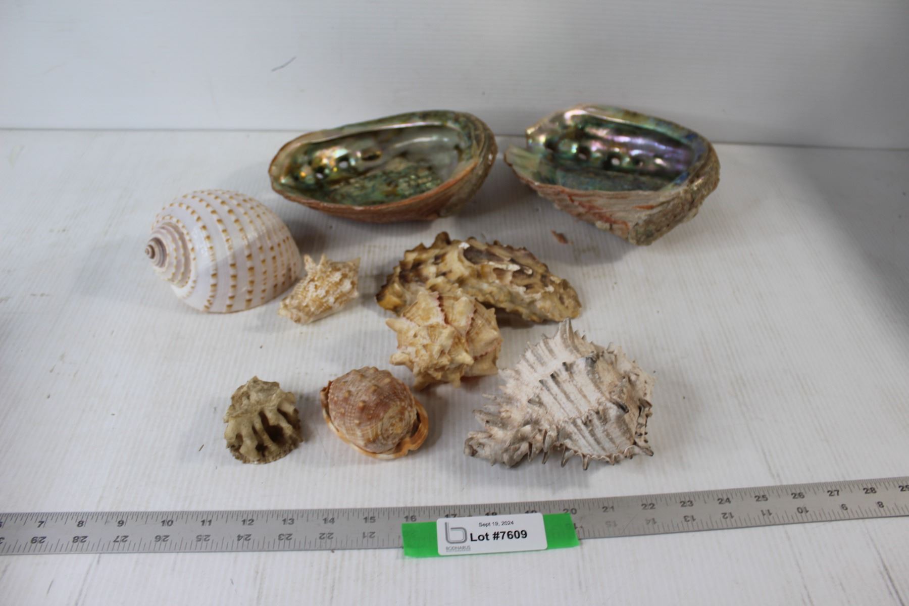 (7) Seashells, (2) Hollowed Out Clam Shells - Bodnarus Auctioneering