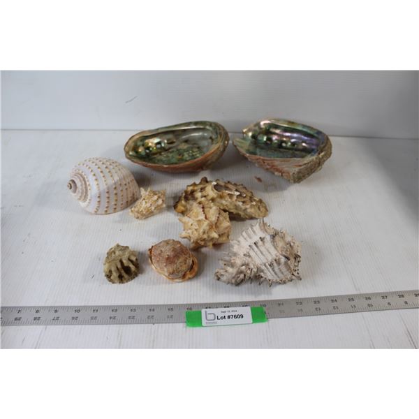 (7) Seashells, (2) Hollowed Out Clam Shells