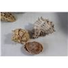 Image 2 : (7) Seashells, (2) Hollowed Out Clam Shells