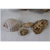 Image 3 : (7) Seashells, (2) Hollowed Out Clam Shells