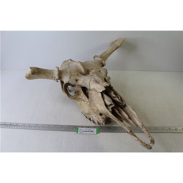 Moose Skull
