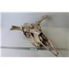 7784  Moose Skull