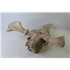 Image 2 : Moose Skull