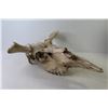Image 3 : Moose Skull