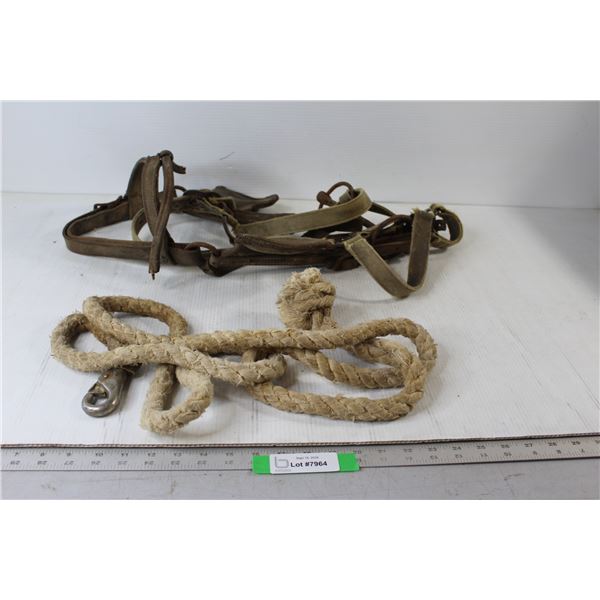 Driving Bridle, Halter Lead Rope