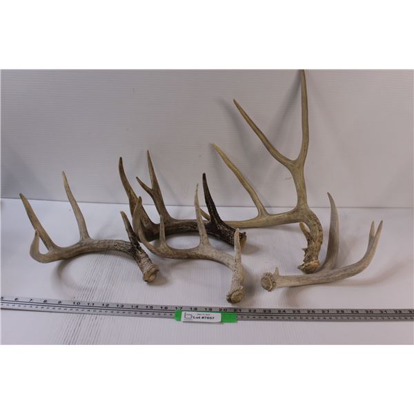 (5) Deer Antlers Sheds - Various Sizes & Colors