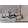 Image 1 : (5) Deer Antlers Sheds - Various Sizes & Colors