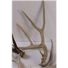 Image 2 : (5) Deer Antlers Sheds - Various Sizes & Colors