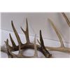 Image 3 : (5) Deer Antlers Sheds - Various Sizes & Colors