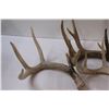 Image 4 : (5) Deer Antlers Sheds - Various Sizes & Colors