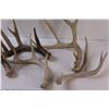 Image 5 : (5) Deer Antlers Sheds - Various Sizes & Colors