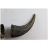 Image 2 : (2) Buffalo Horns