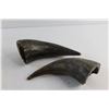 Image 5 : (2) Buffalo Horns