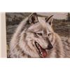 Image 2 : "Wolf" Print in Frame - 22" x 18"