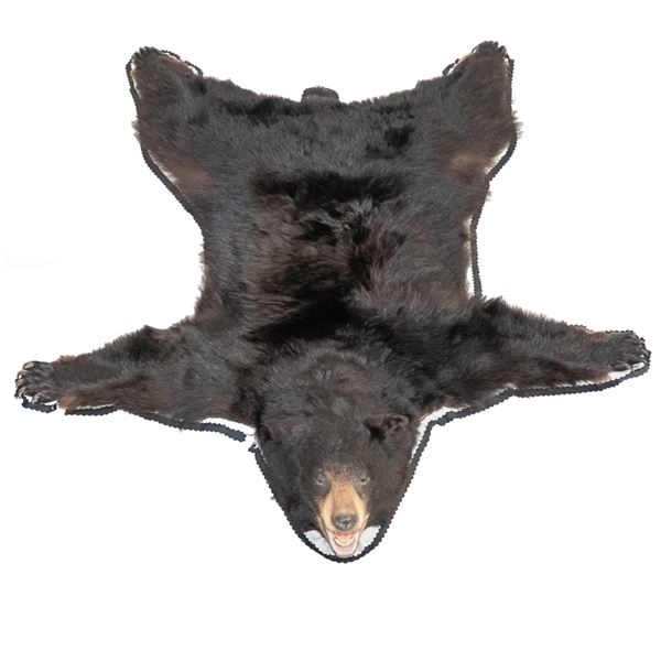 Black Bear Rug Taxidermy