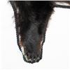 Image 4 : Black Bear Rug Taxidermy