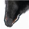 Image 5 : Black Bear Rug Taxidermy